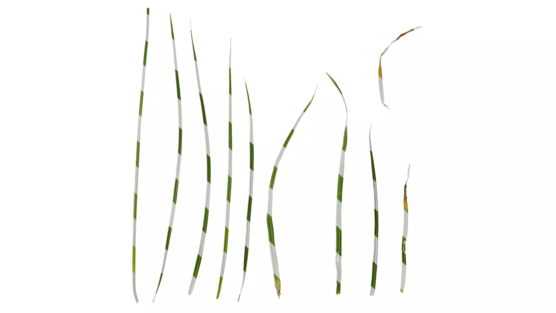 Anydrafts Cyperus rotundus Leaf 01 Texture_0