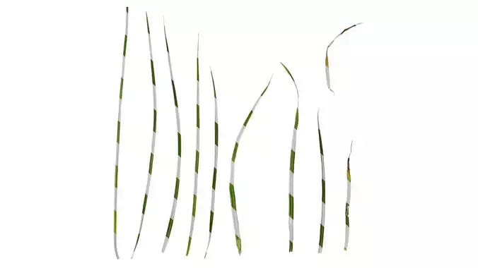 Anydrafts Cyperus rotundus Leaf 01