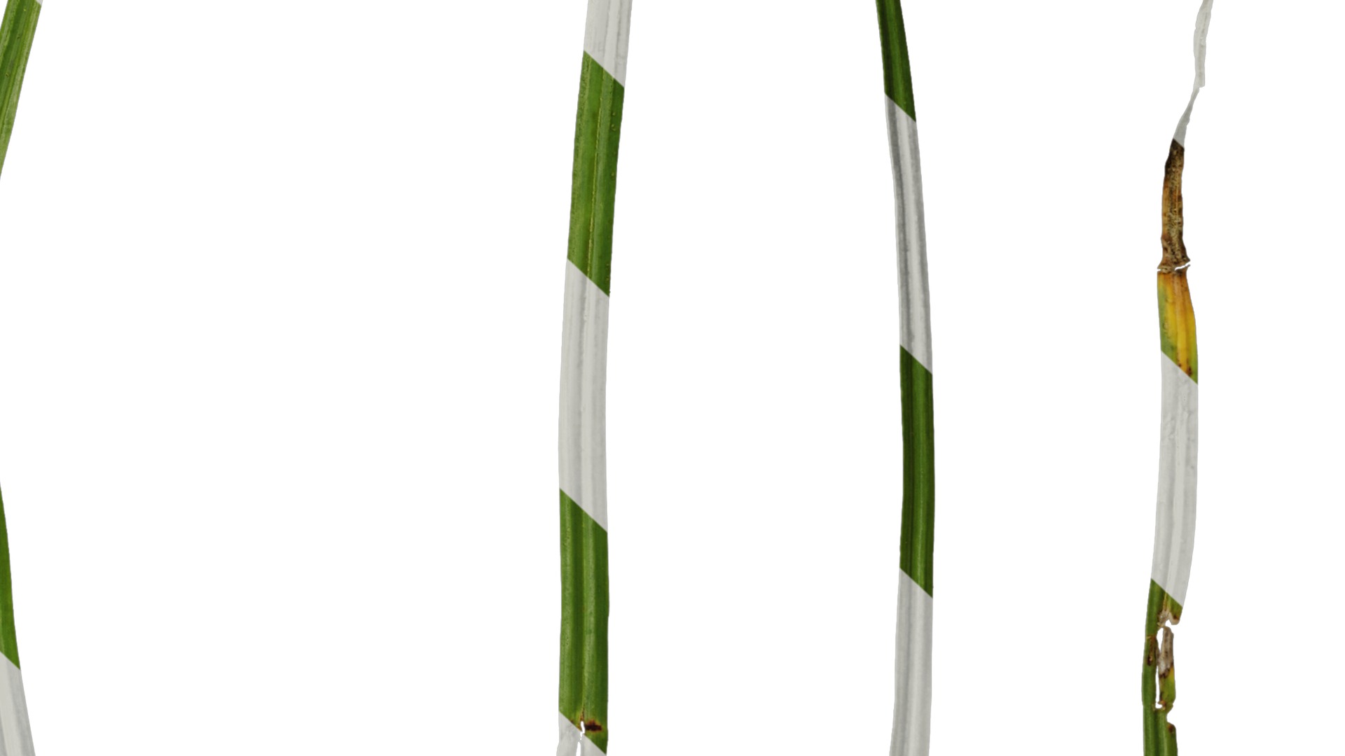 Anydrafts Cyperus rotundus Leaf 01 Texture_6