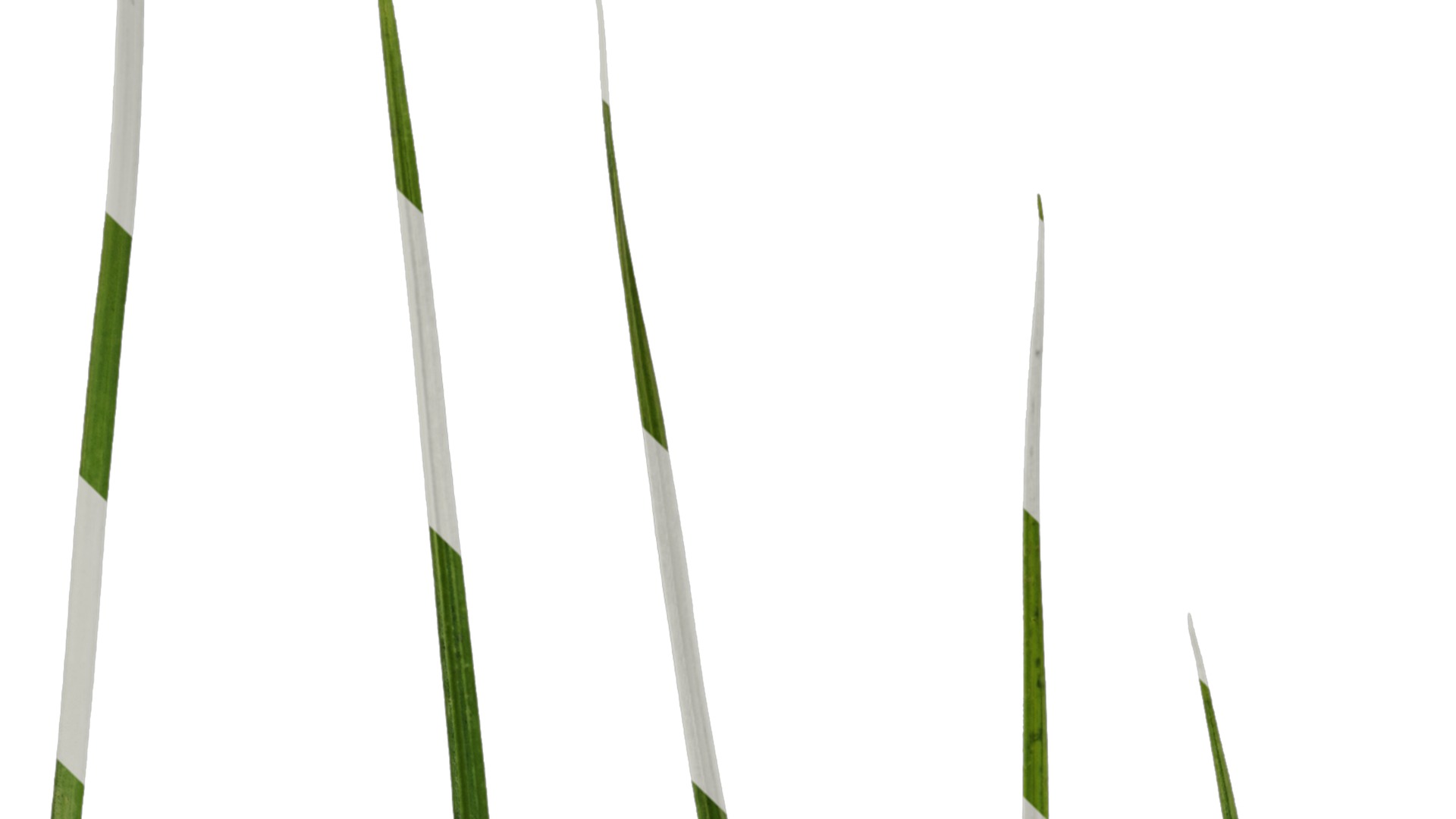 Anydrafts Cyperus rotundus Leaf 01 Texture_1