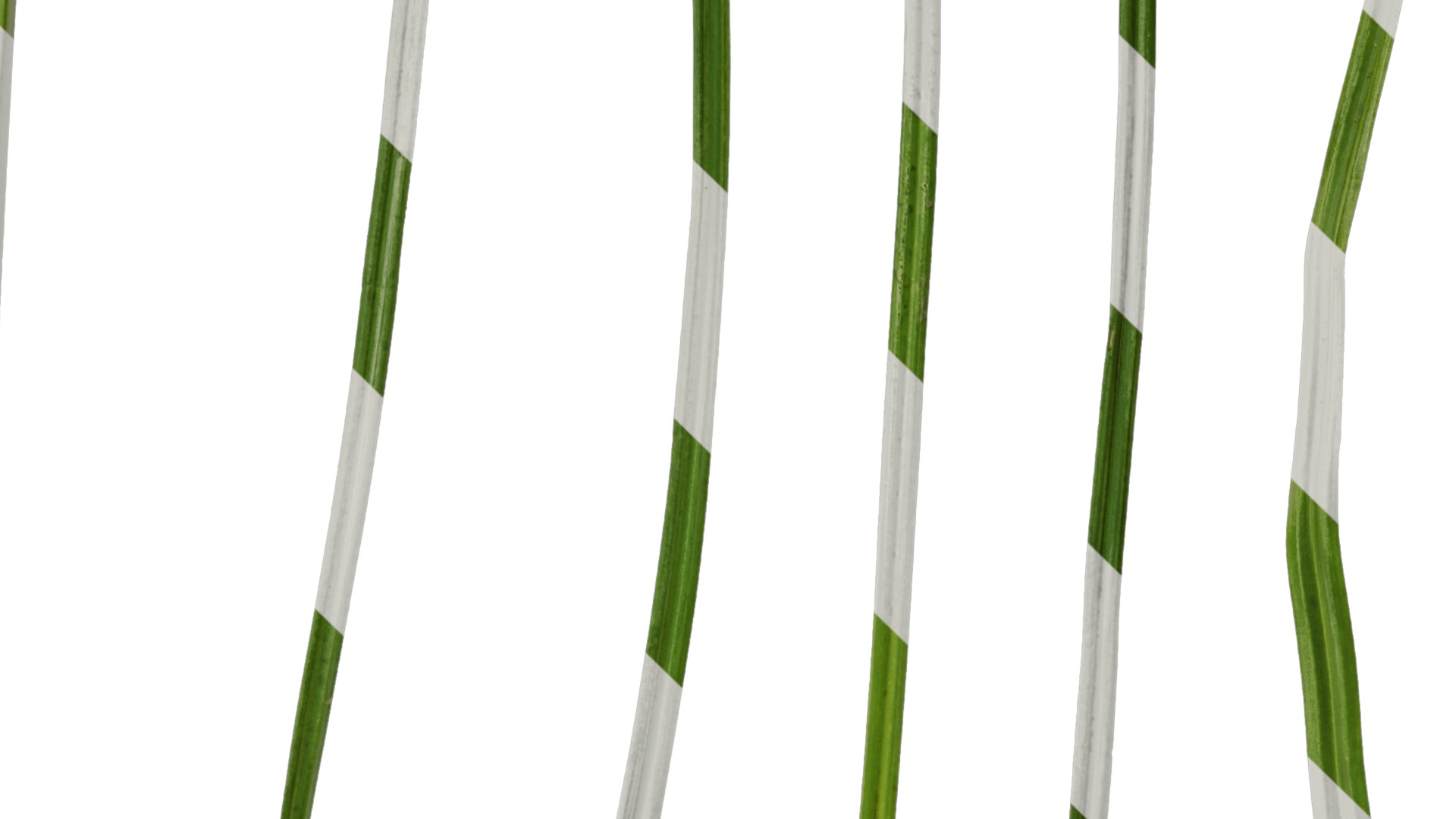 Anydrafts Cyperus rotundus Leaf 01 Texture_5