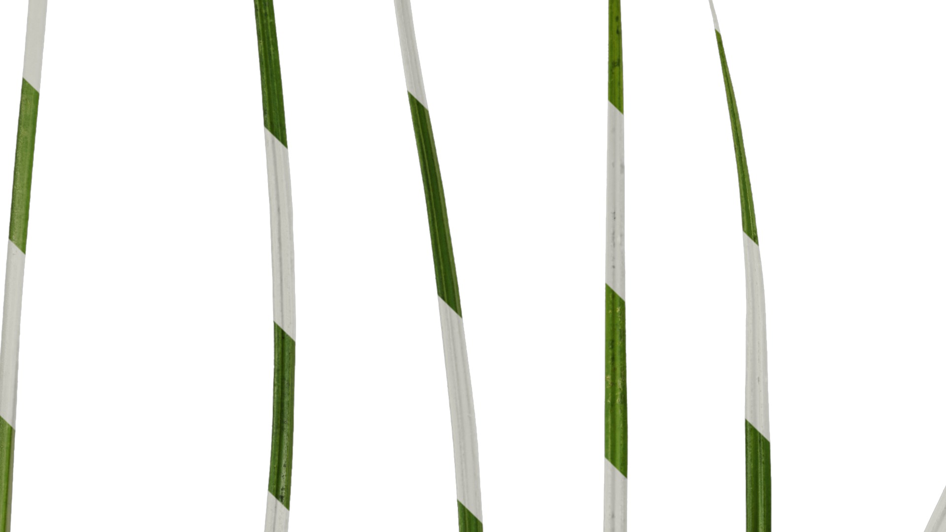 Anydrafts Cyperus rotundus Leaf 01 Texture_3