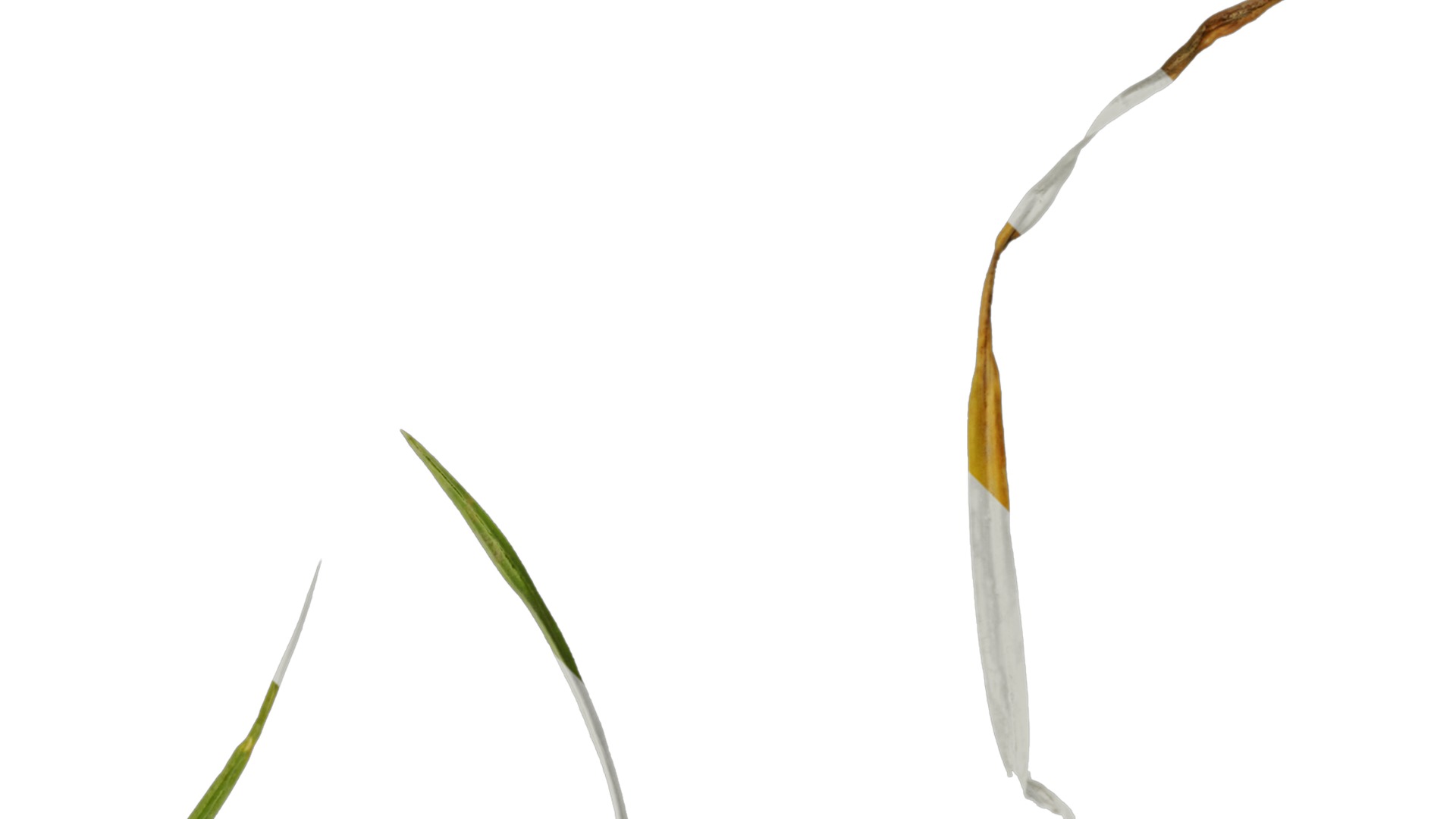 Anydrafts Cyperus rotundus Leaf 01 Texture_2