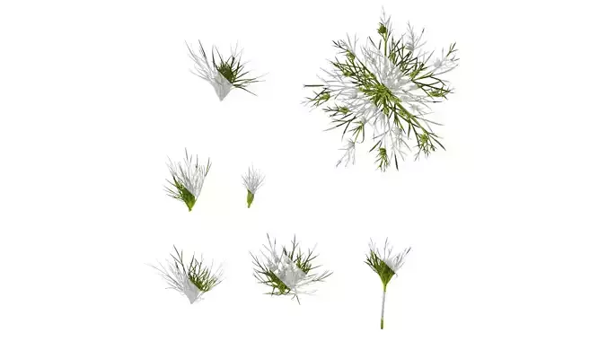 Anydrafts Daucus carota Flower 01