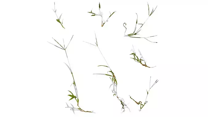 Anydrafts Digitaria sanguinalis Atlas 01 Texture