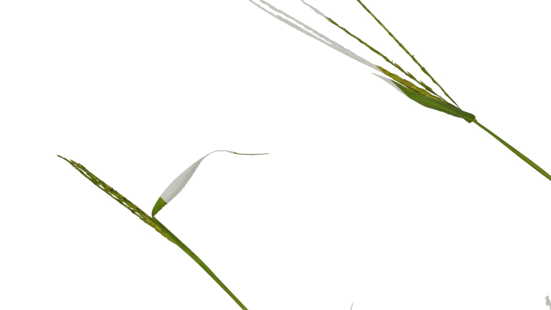 Anydrafts Digitaria sanguinalis Atlas 02 Texture_1