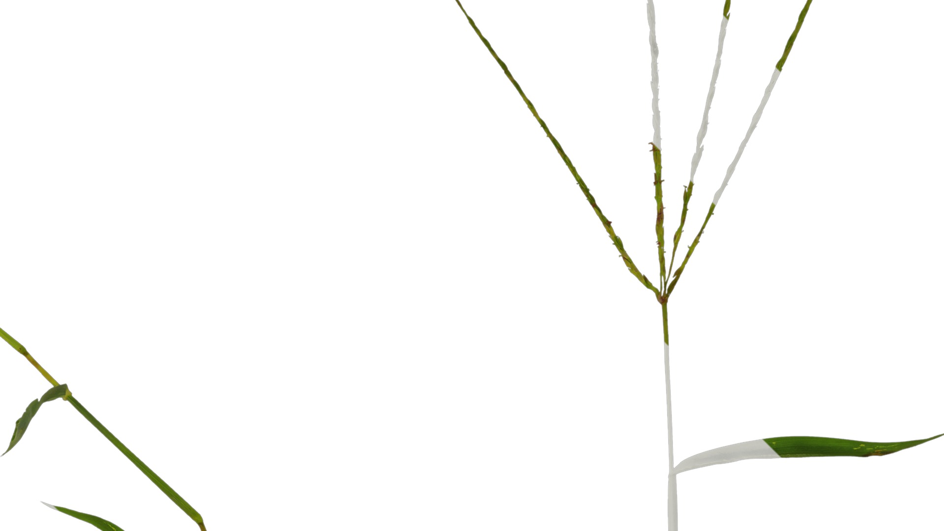 Anydrafts Digitaria sanguinalis Atlas 02 Texture_2