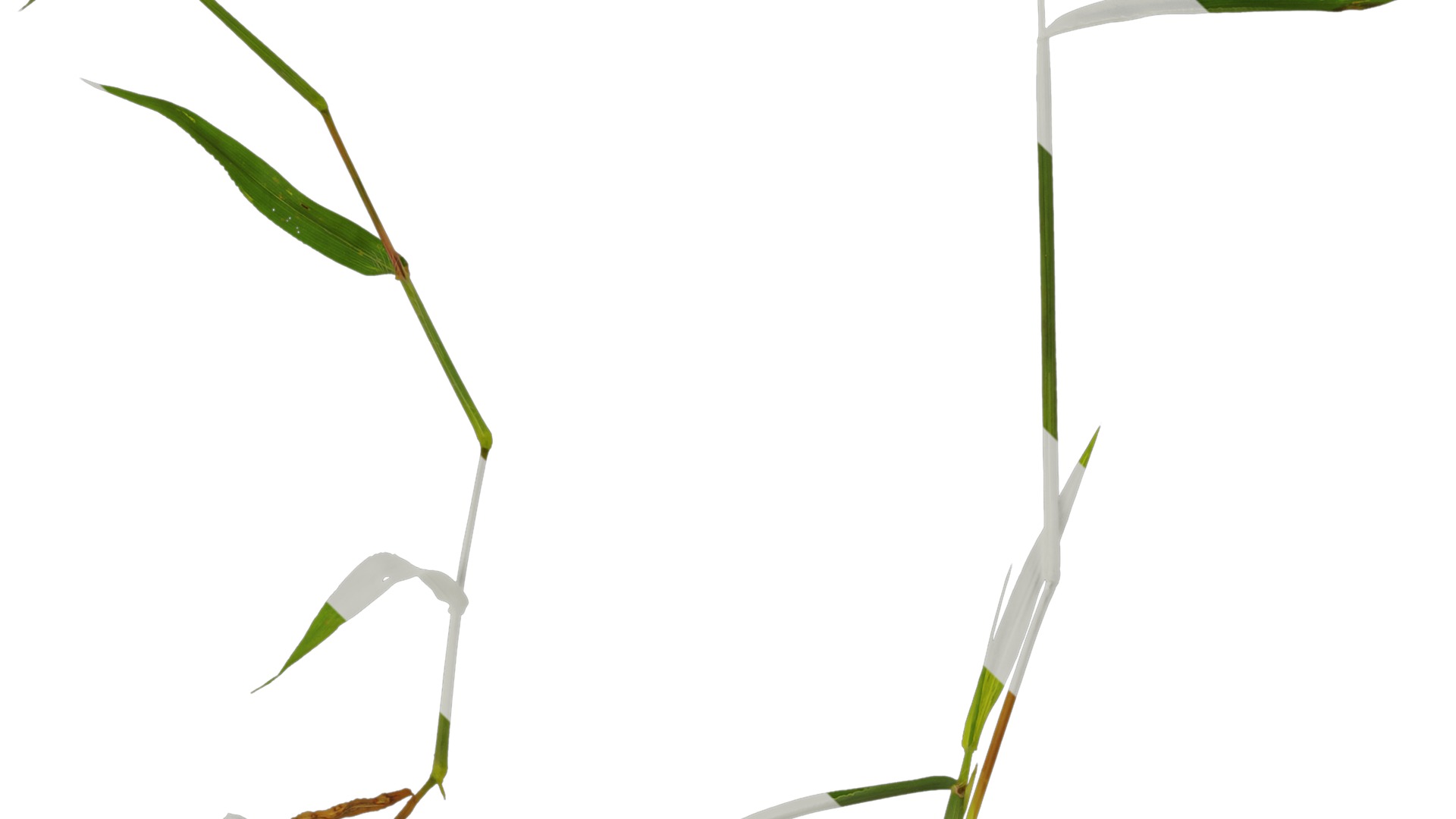 Anydrafts Digitaria sanguinalis Atlas 02 Texture_4