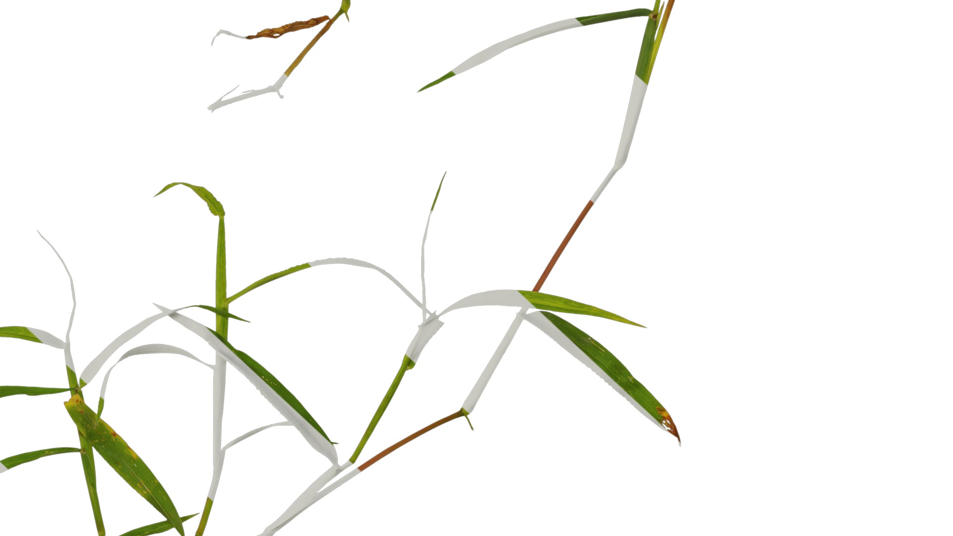 Anydrafts Digitaria sanguinalis Atlas 02 Texture_6