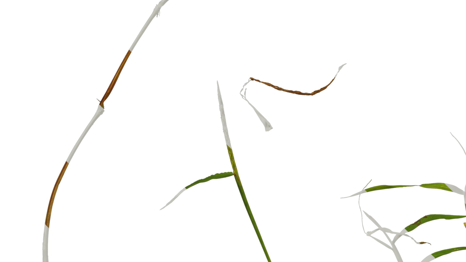 Anydrafts Digitaria sanguinalis Atlas 02 Texture_5