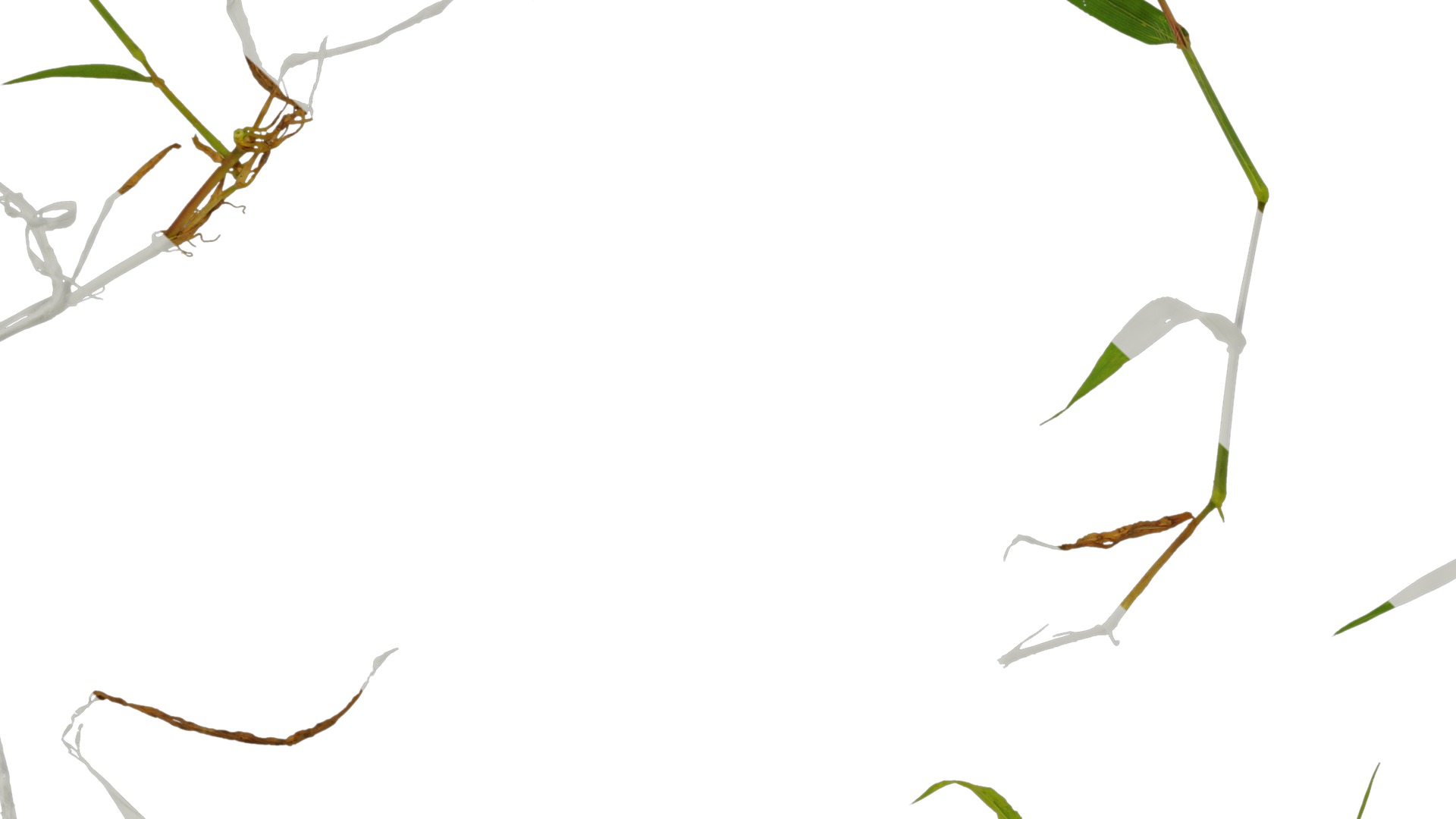 Anydrafts Digitaria sanguinalis Atlas 02 Texture_7