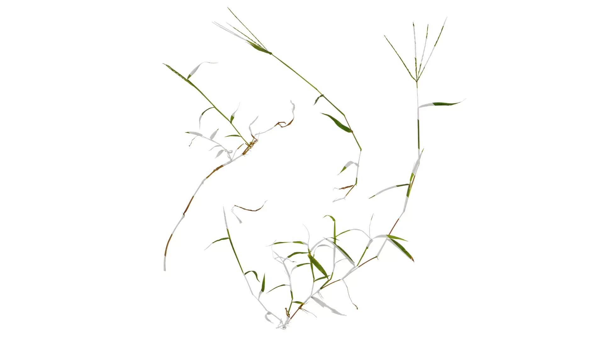 Anydrafts Digitaria sanguinalis Atlas 02 Texture_0