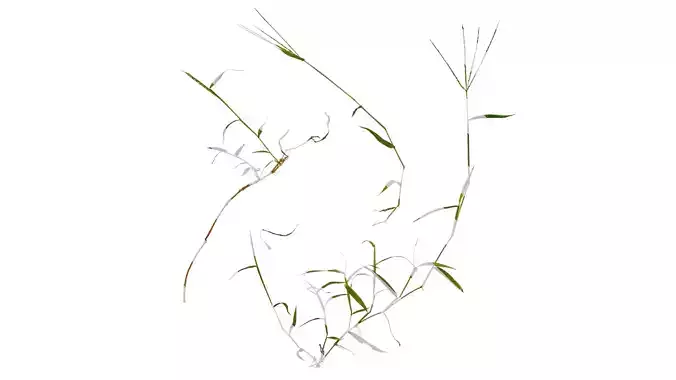 Anydrafts Digitaria sanguinalis Atlas 02 Texture