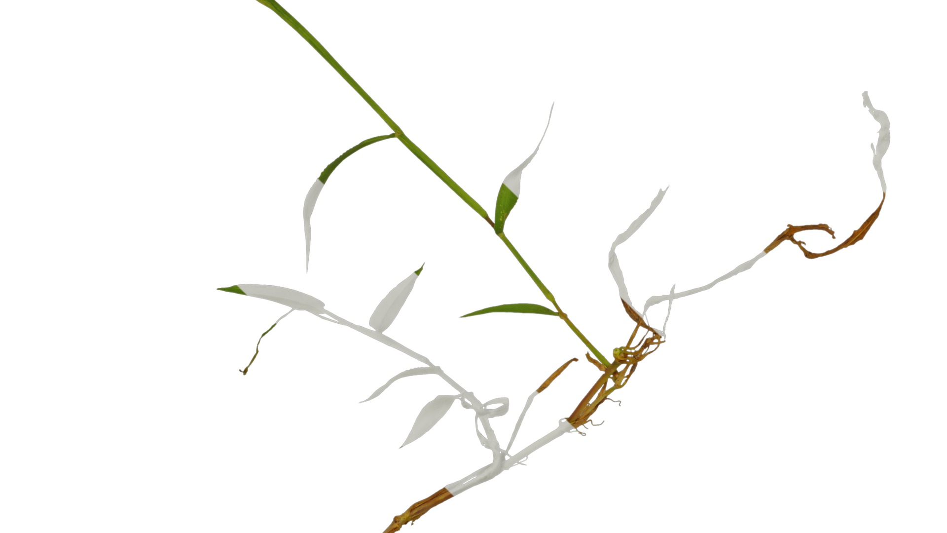 Anydrafts Digitaria sanguinalis Atlas 02 Texture_3