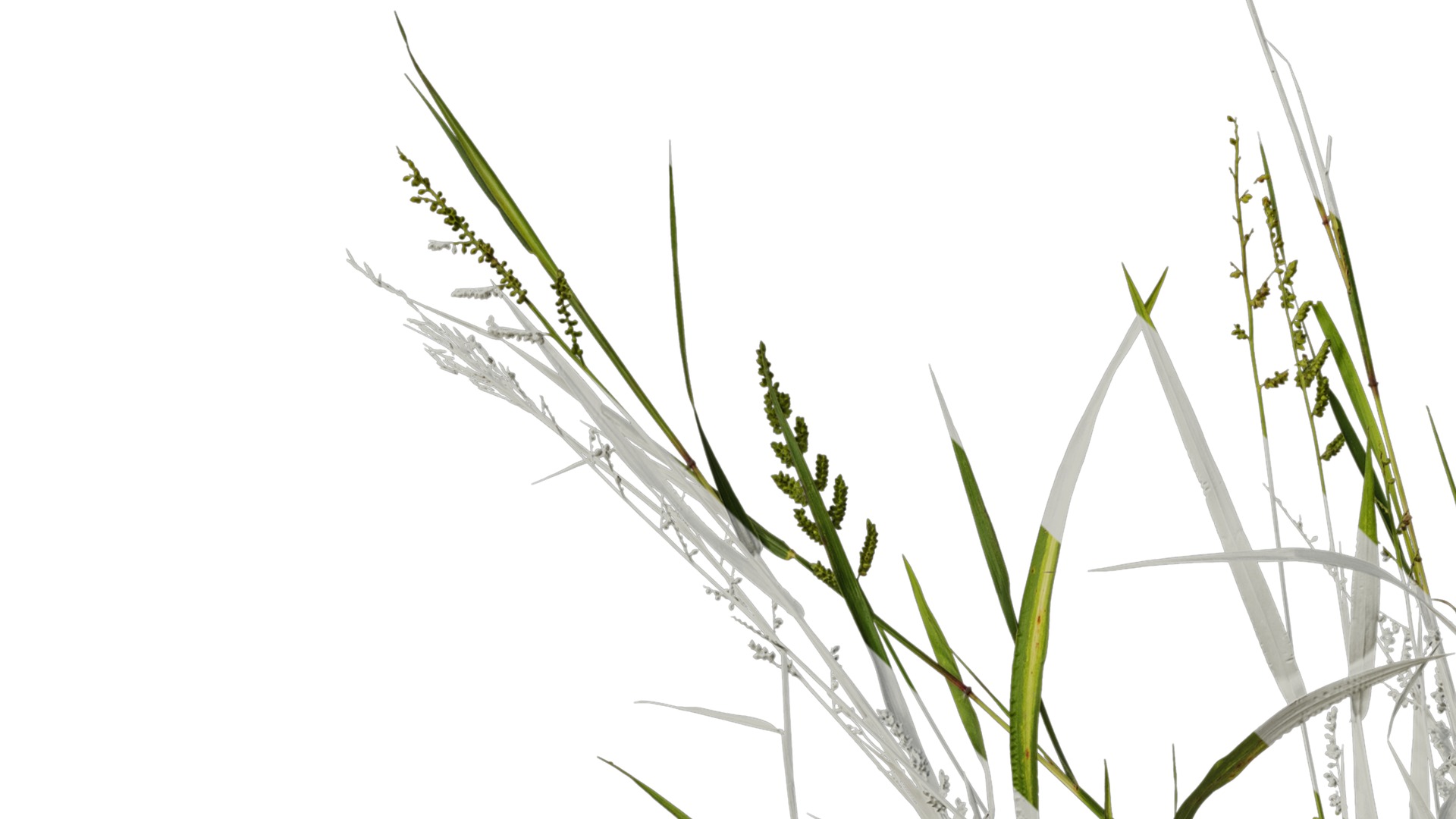 Anydrafts Echinochloa crusgalli Atlas 01 Texture_1