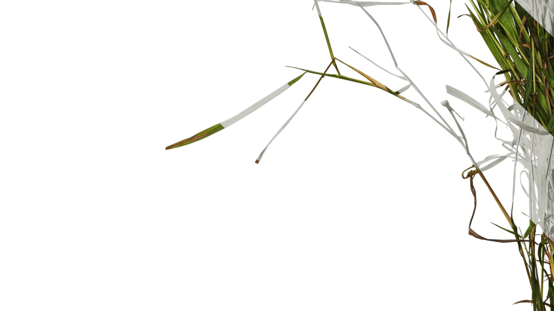 Anydrafts Echinochloa crusgalli Atlas 01 Texture_5