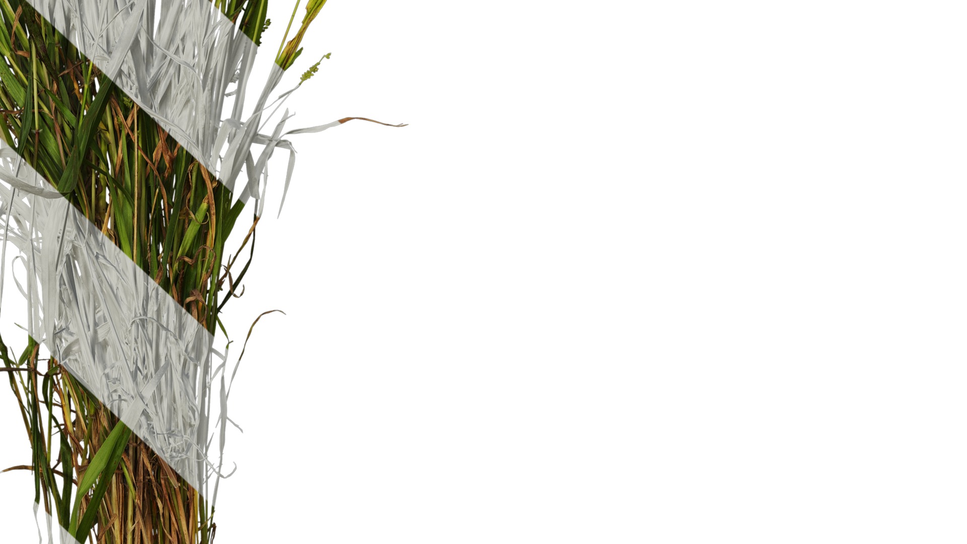 Anydrafts Echinochloa crusgalli Atlas 01 Texture_6