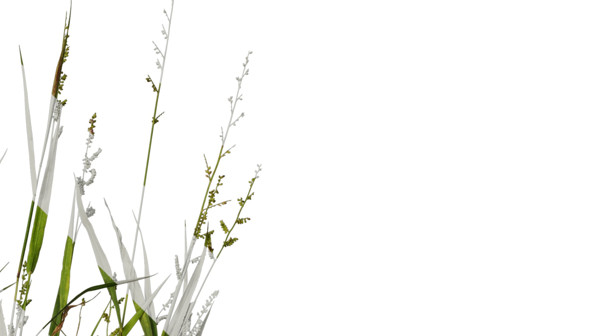 Anydrafts Echinochloa crusgalli Atlas 01 Texture_2