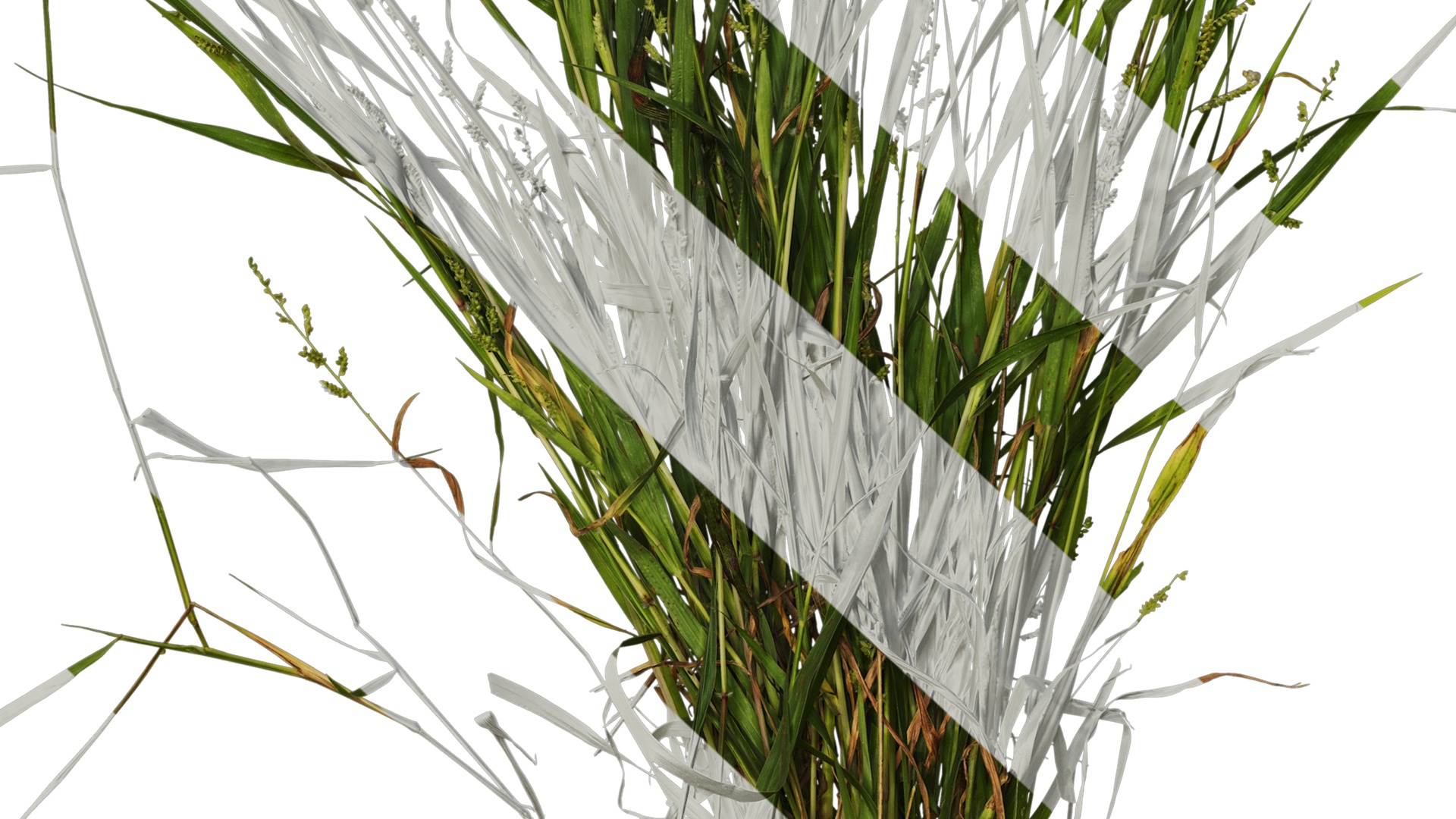 Anydrafts Echinochloa crusgalli Atlas 01 Texture_7