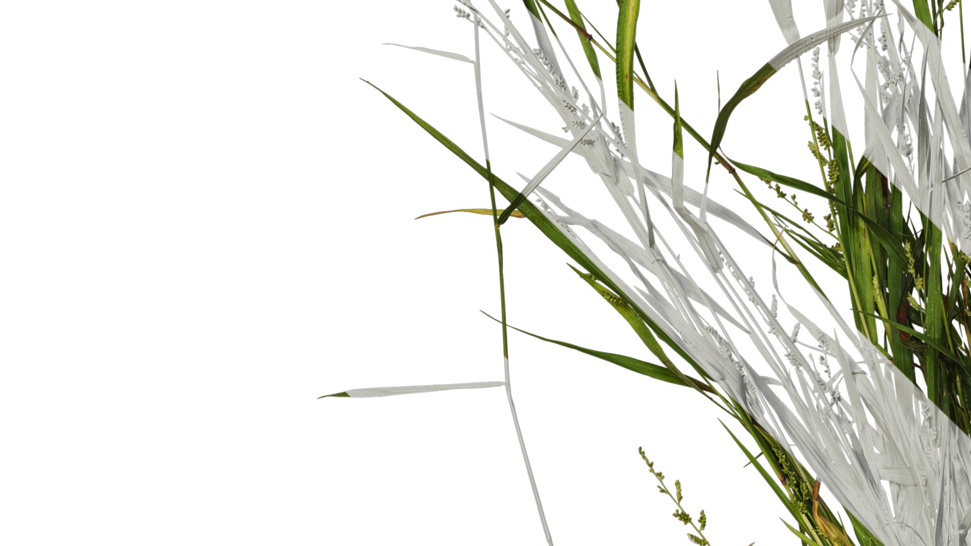 Anydrafts Echinochloa crusgalli Atlas 01 Texture_3