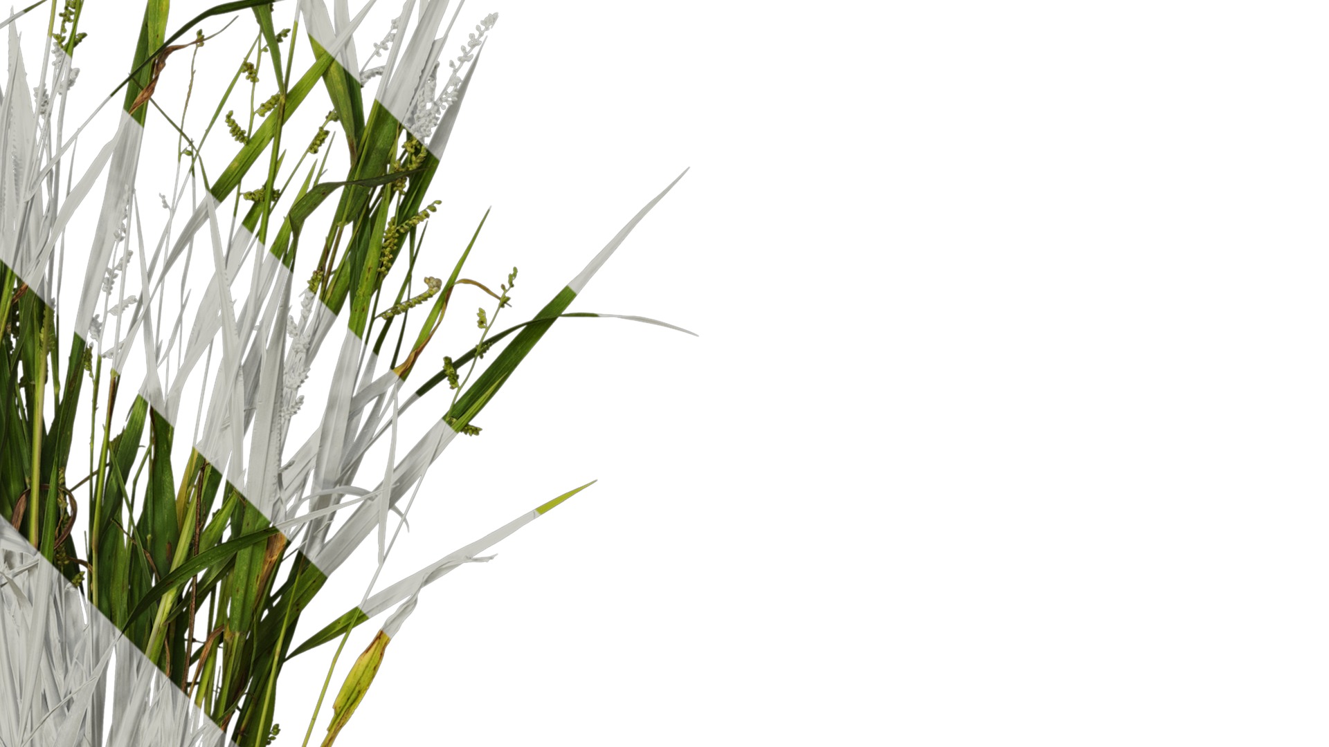 Anydrafts Echinochloa crusgalli Atlas 01 Texture_4