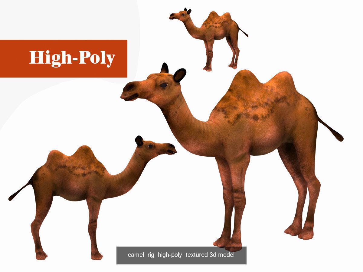 camel giraffe rig  high-poly  textured  3D Model Collection_2