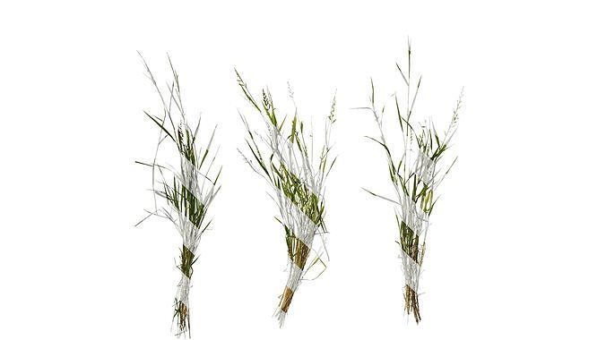 Anydrafts Echinochloa crusgalli Atlas 02 Texture