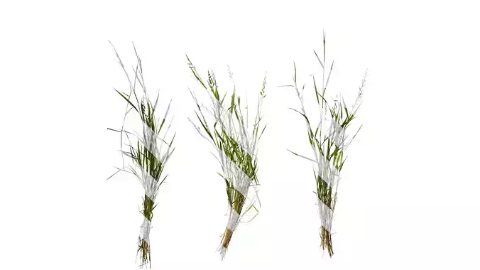 Anydrafts Echinochloa crusgalli Atlas 02