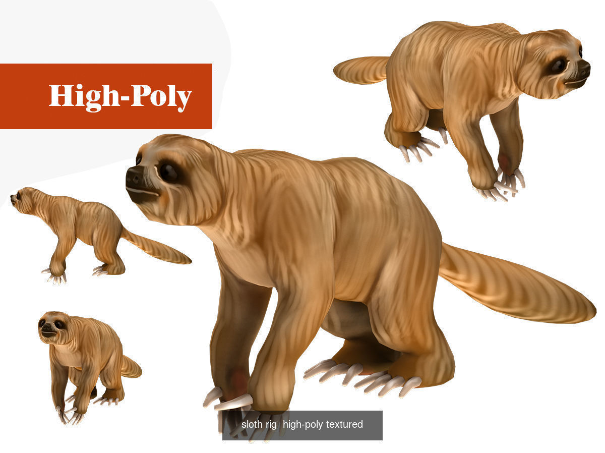 koala sloth rig  high-poly  textured 3D Model Collection_3