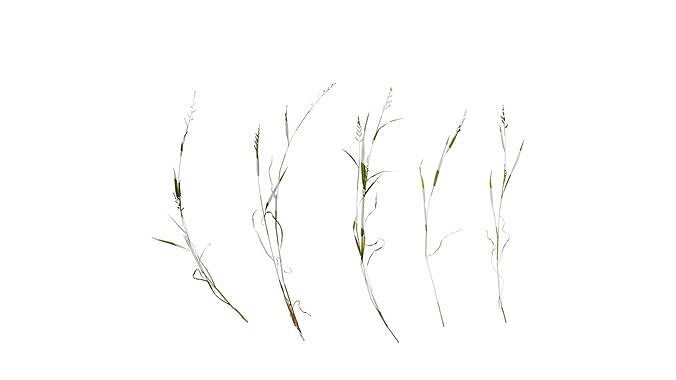 Anydrafts Echinochloa crusgalli Atlas 03 Texture