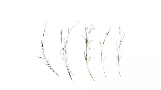 Anydrafts Echinochloa crusgalli Atlas 03