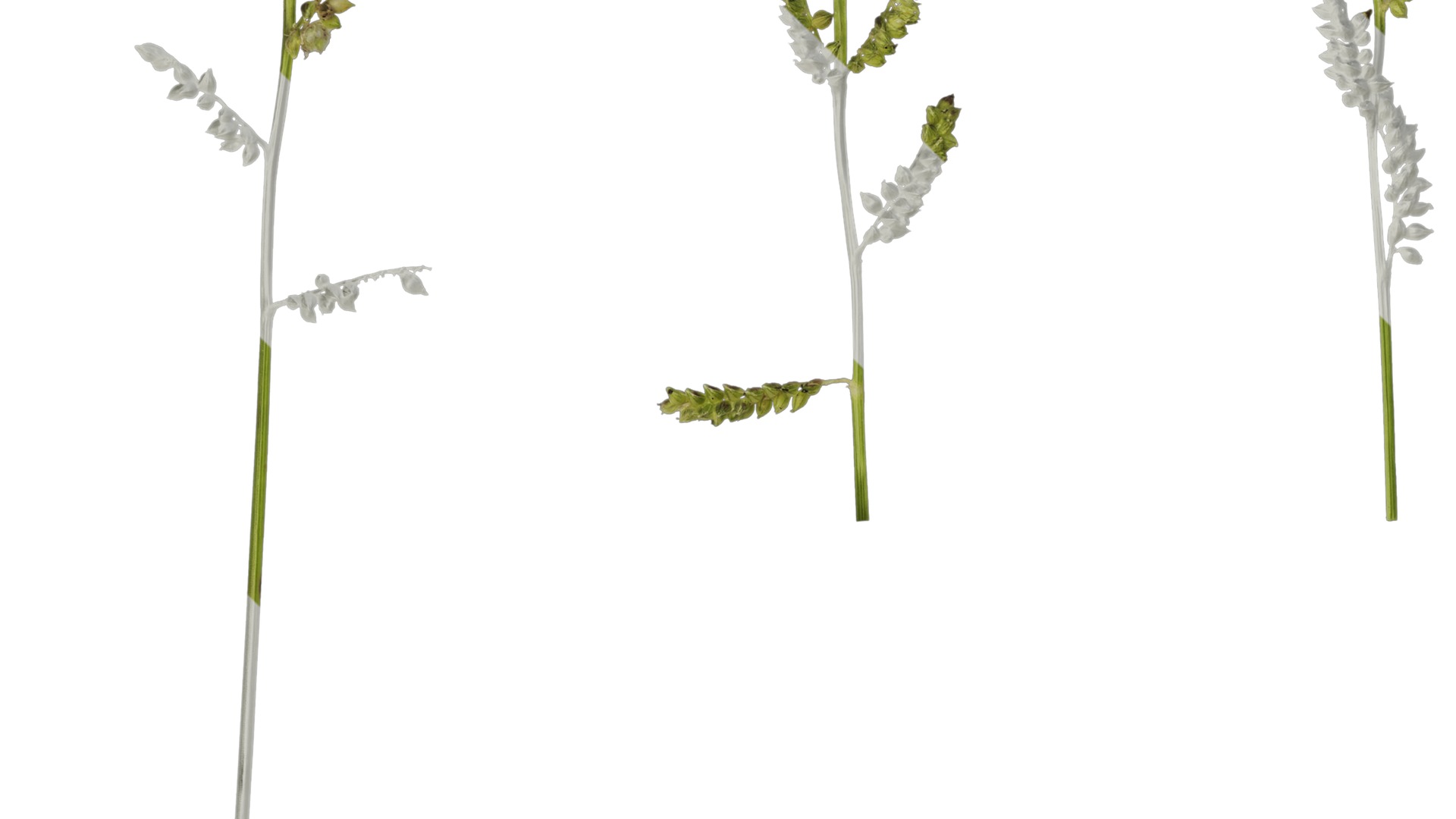 Anydrafts Echinochloa crusgalli Flower 01 Texture_3