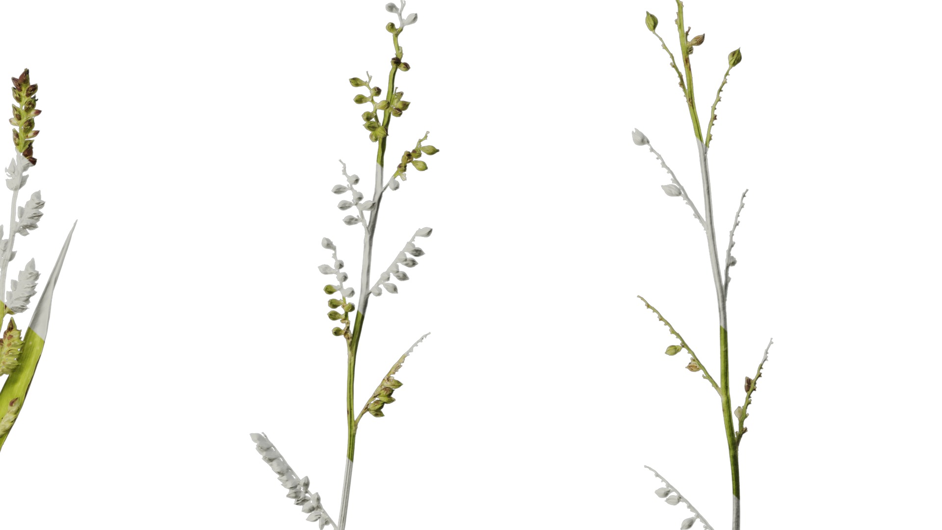 Anydrafts Echinochloa crusgalli Flower 01 Texture_6