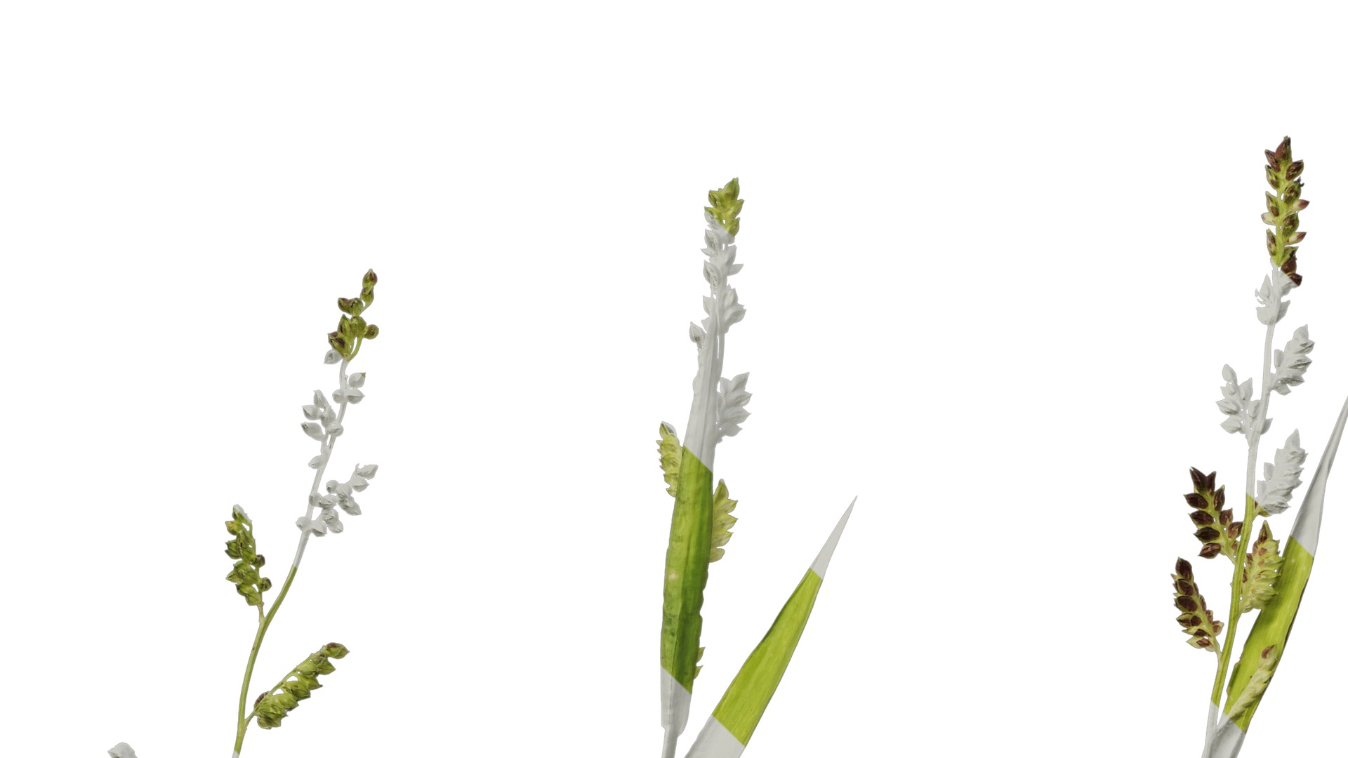 Anydrafts Echinochloa crusgalli Flower 01 Texture_5