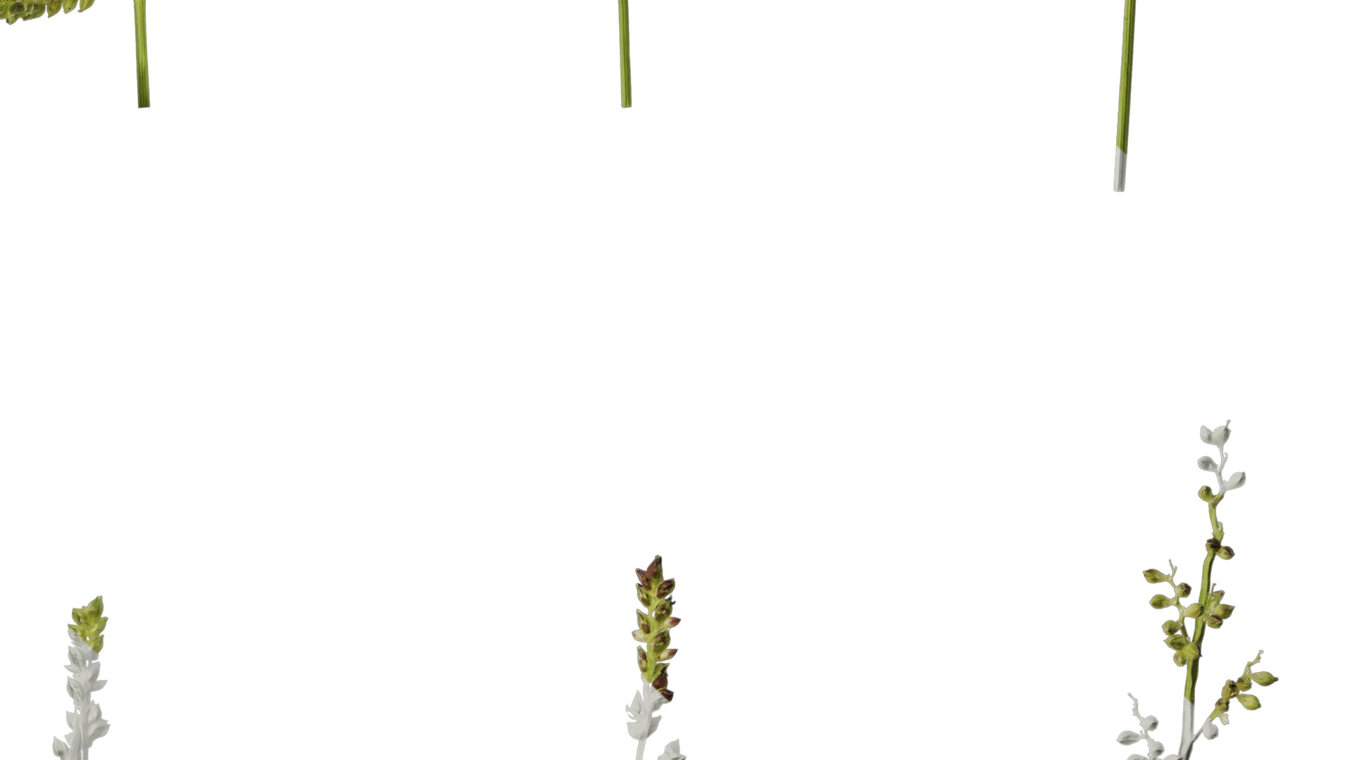 Anydrafts Echinochloa crusgalli Flower 01 Texture_7