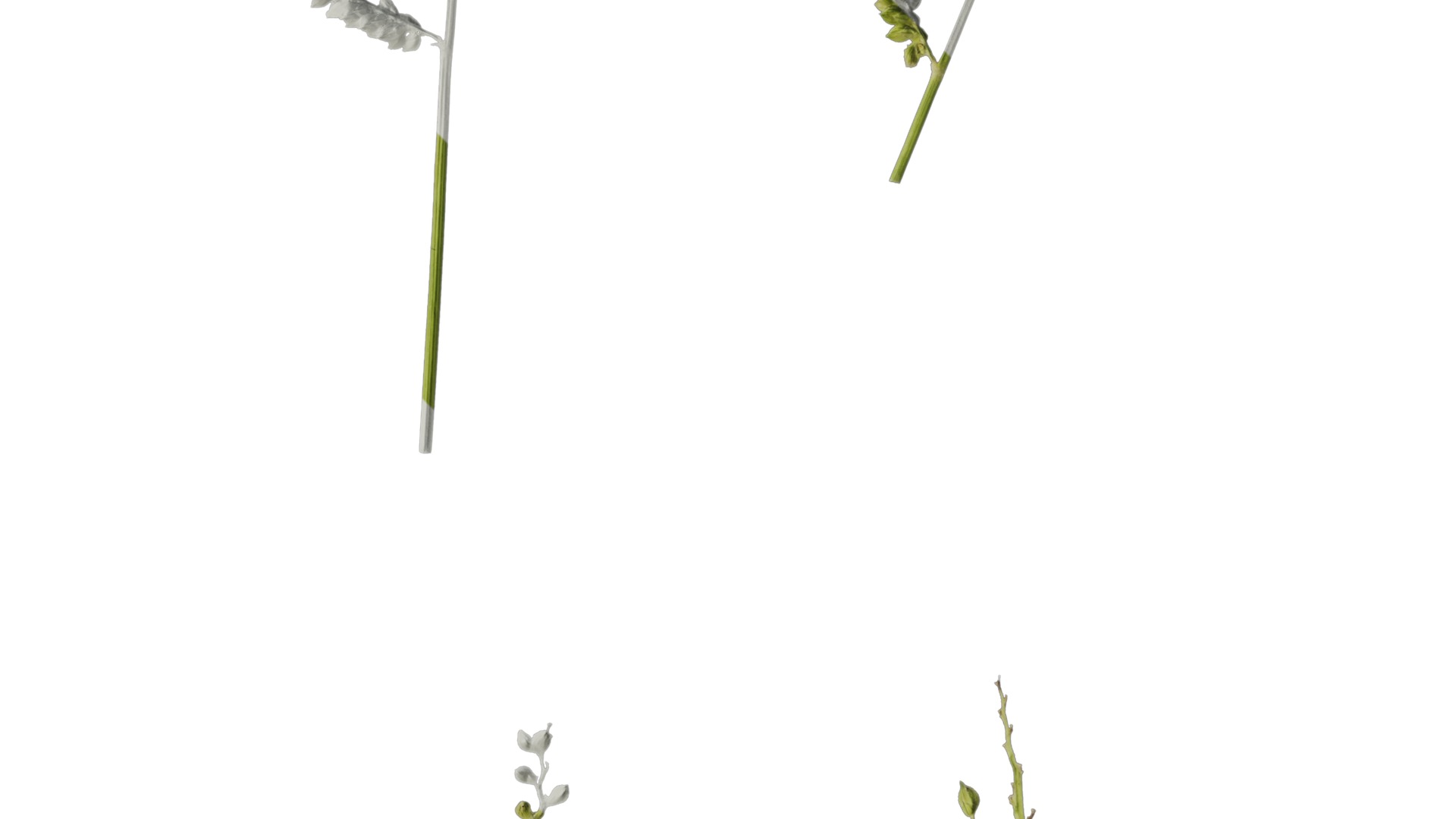 Anydrafts Echinochloa crusgalli Flower 01 Texture_4