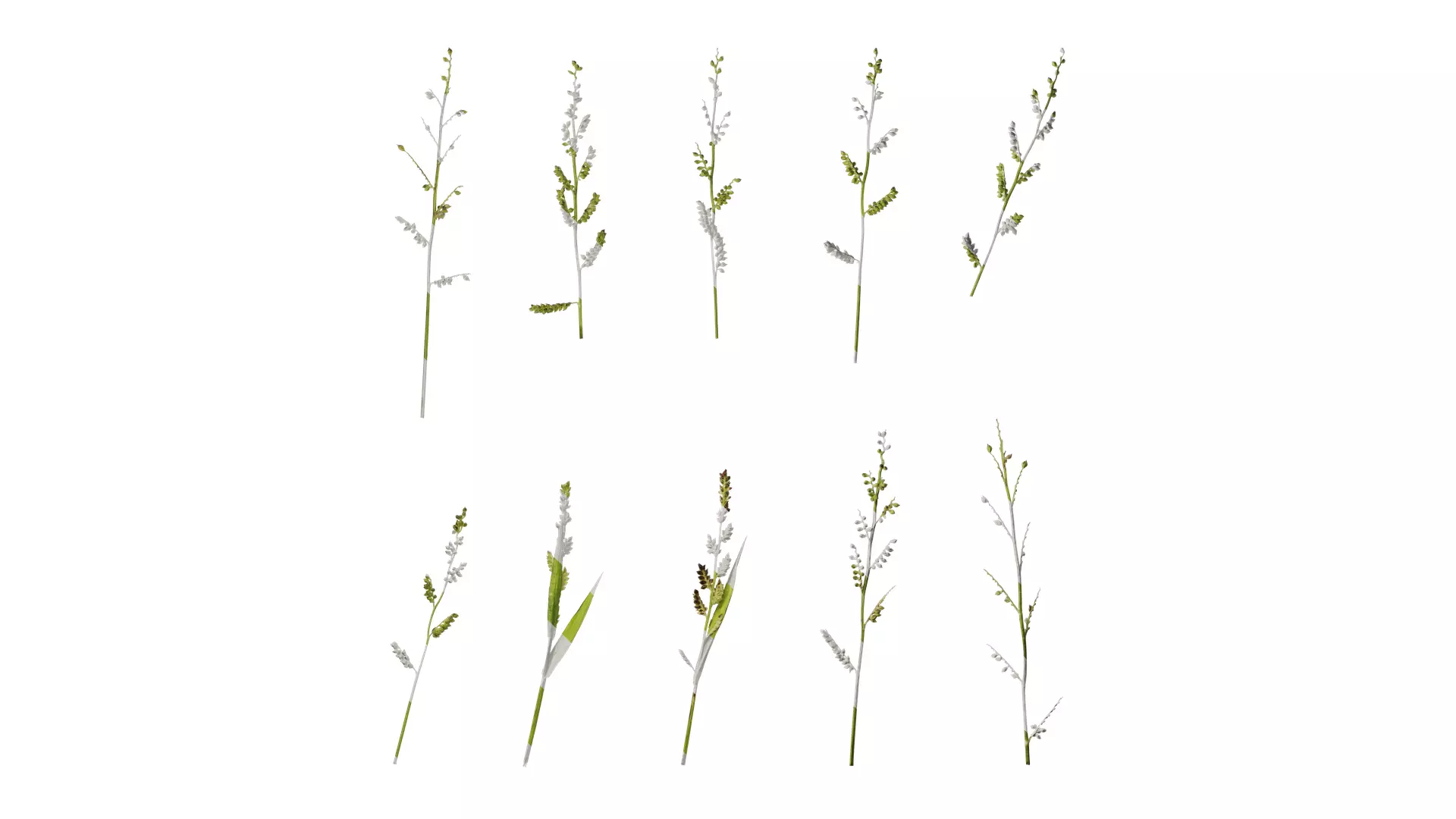 Anydrafts Echinochloa crusgalli Flower 01 Texture_0