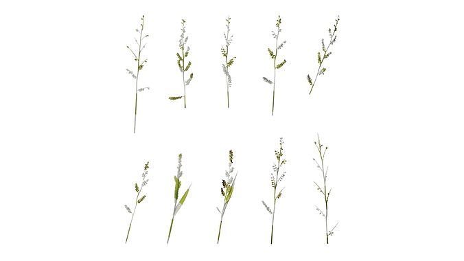 Anydrafts Echinochloa crusgalli Flower 01 Texture