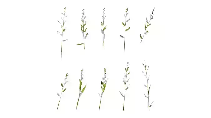 Anydrafts Echinochloa crusgalli Flower 01