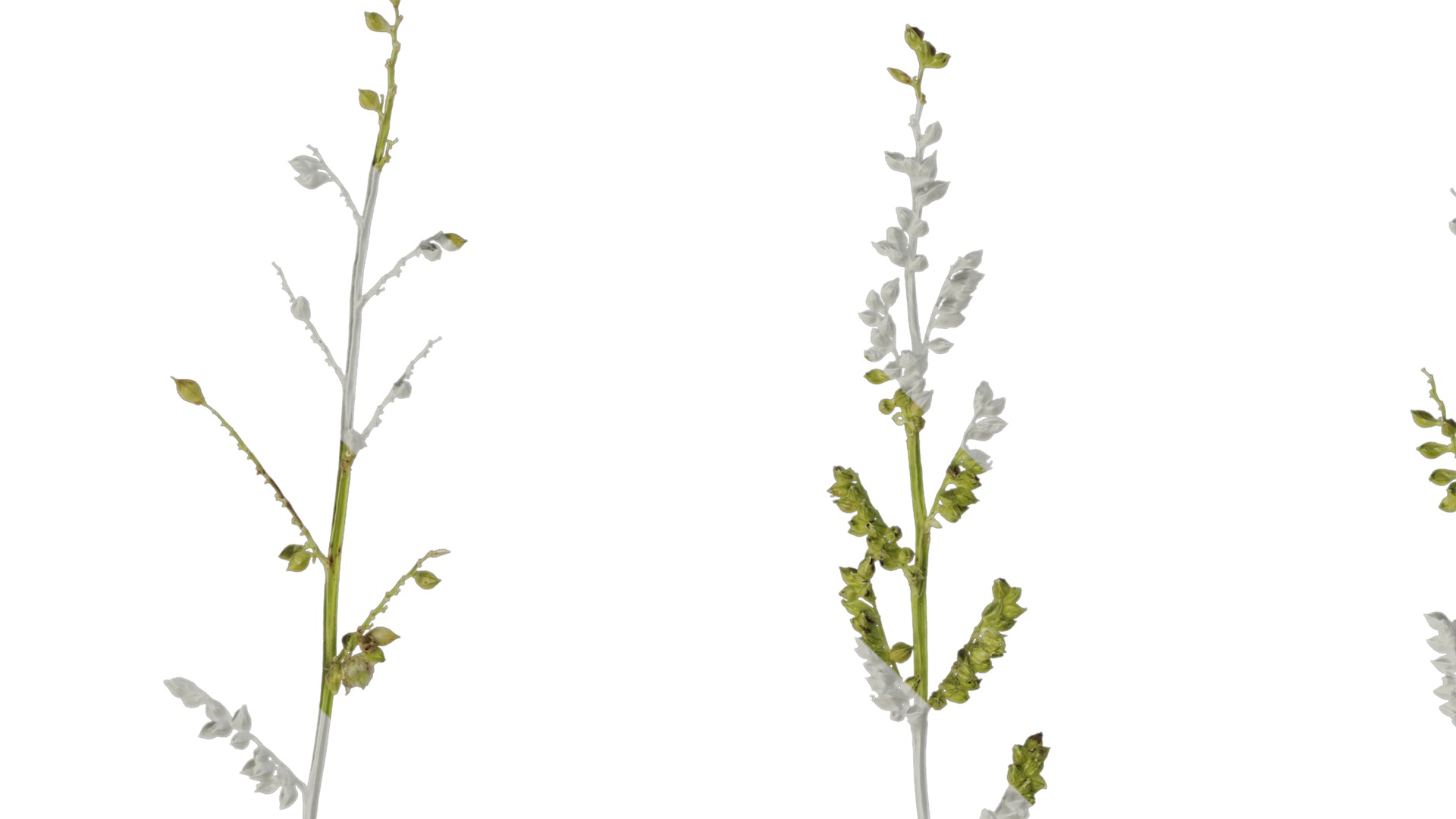 Anydrafts Echinochloa crusgalli Flower 01 Texture_1