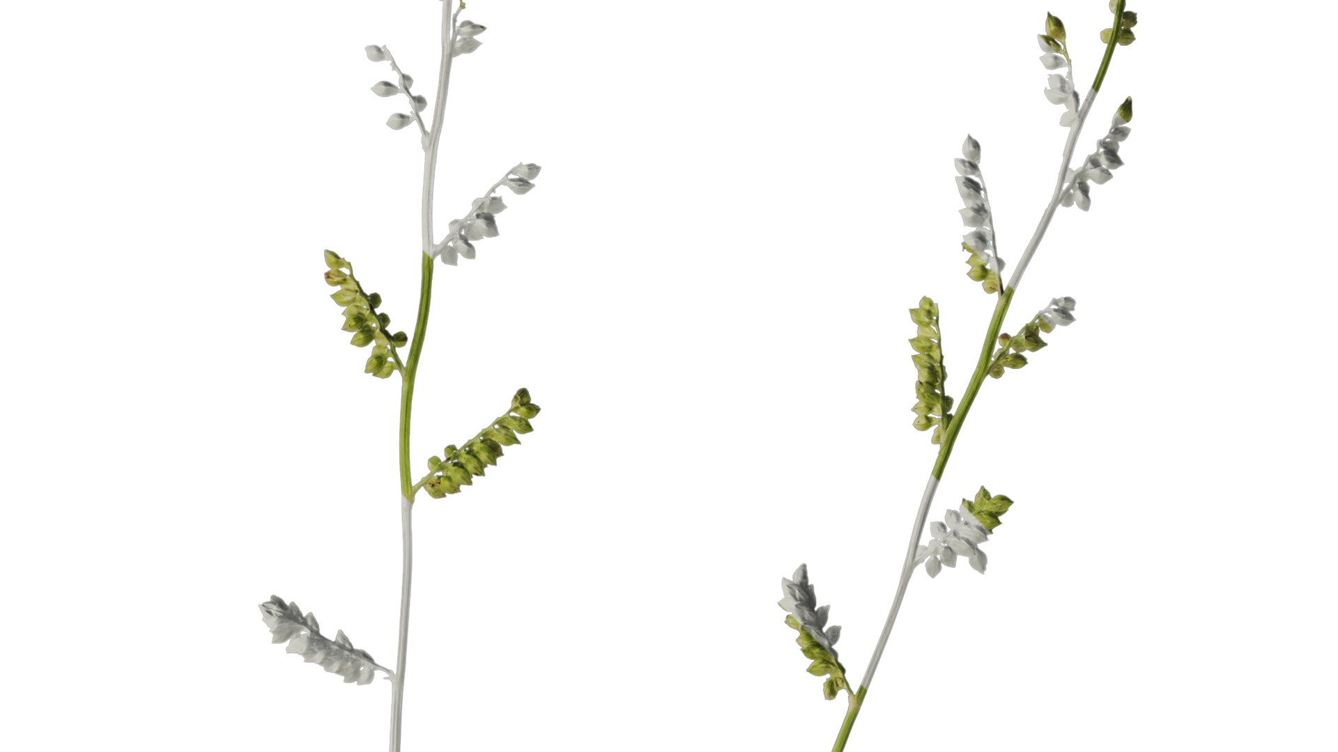 Anydrafts Echinochloa crusgalli Flower 01 Texture_2