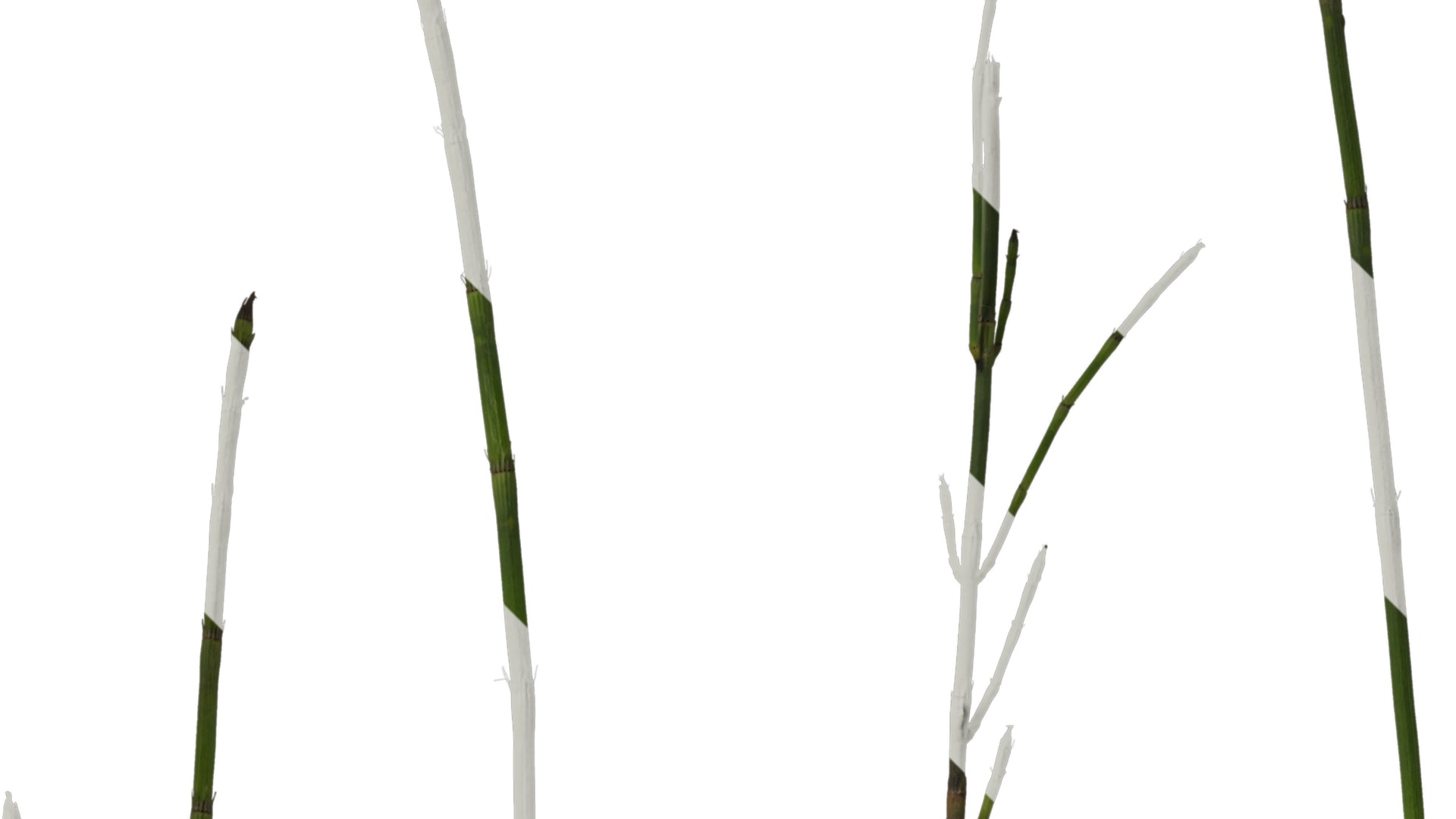 Anydrafts Equisetum hyemale Atlas 02 Texture_2