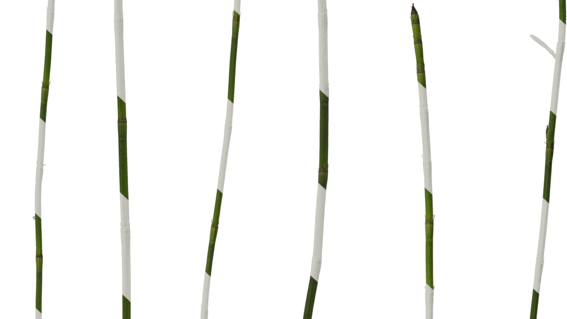 Anydrafts Equisetum hyemale Atlas 02 Texture_6