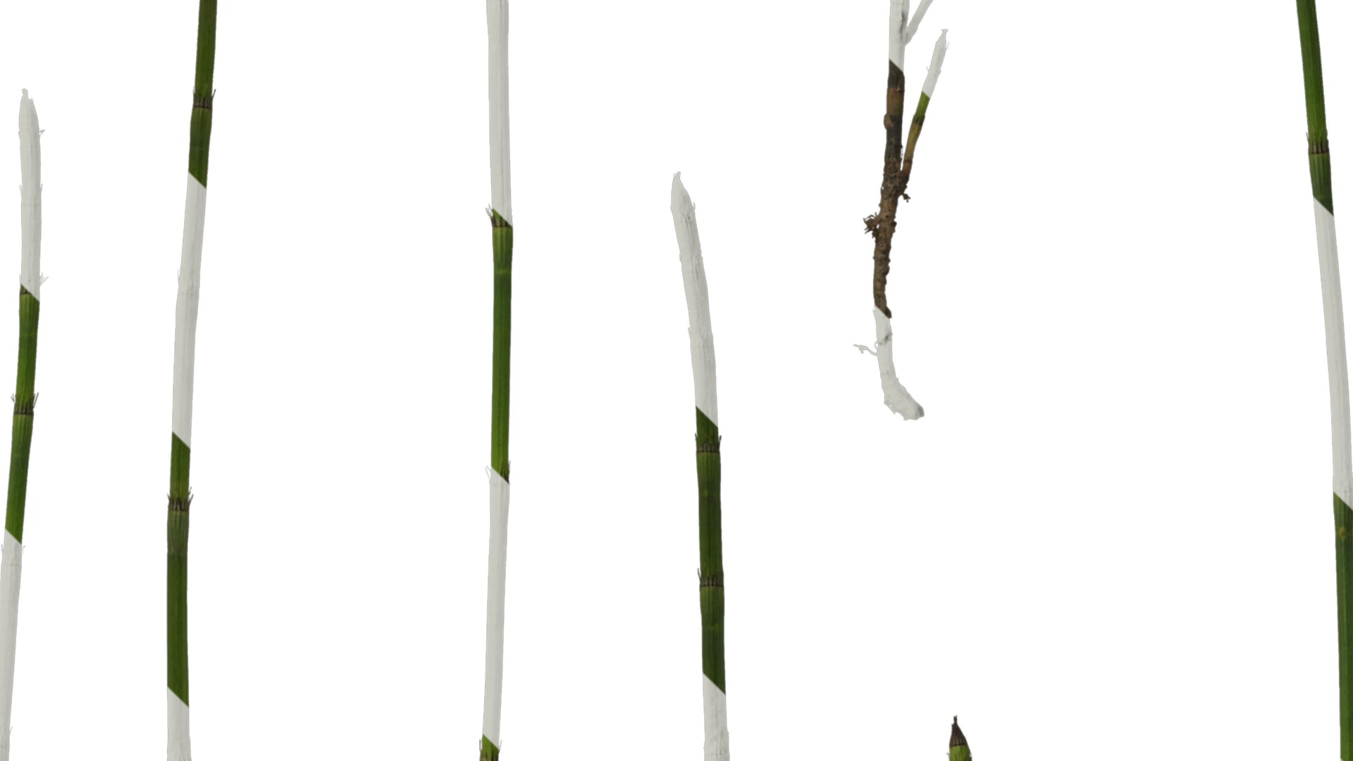 Anydrafts Equisetum hyemale Atlas 02 Texture_4