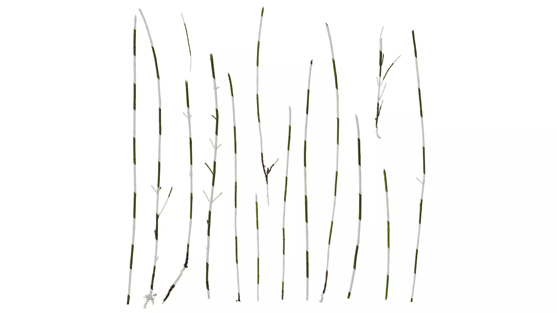 Anydrafts Equisetum hyemale Atlas 02 Texture_0
