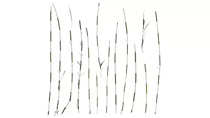 Anydrafts Equisetum hyemale Atlas 02 Texture
