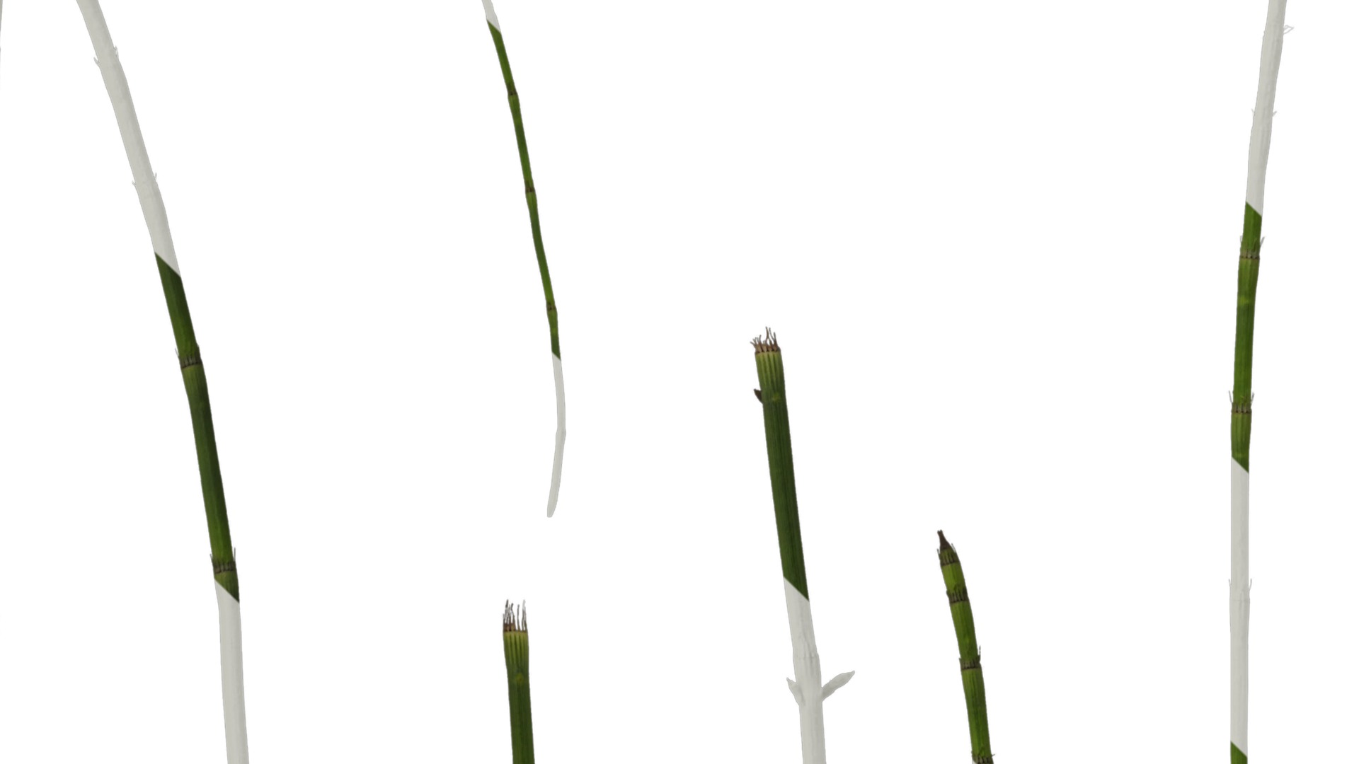 Anydrafts Equisetum hyemale Atlas 02 Texture_1
