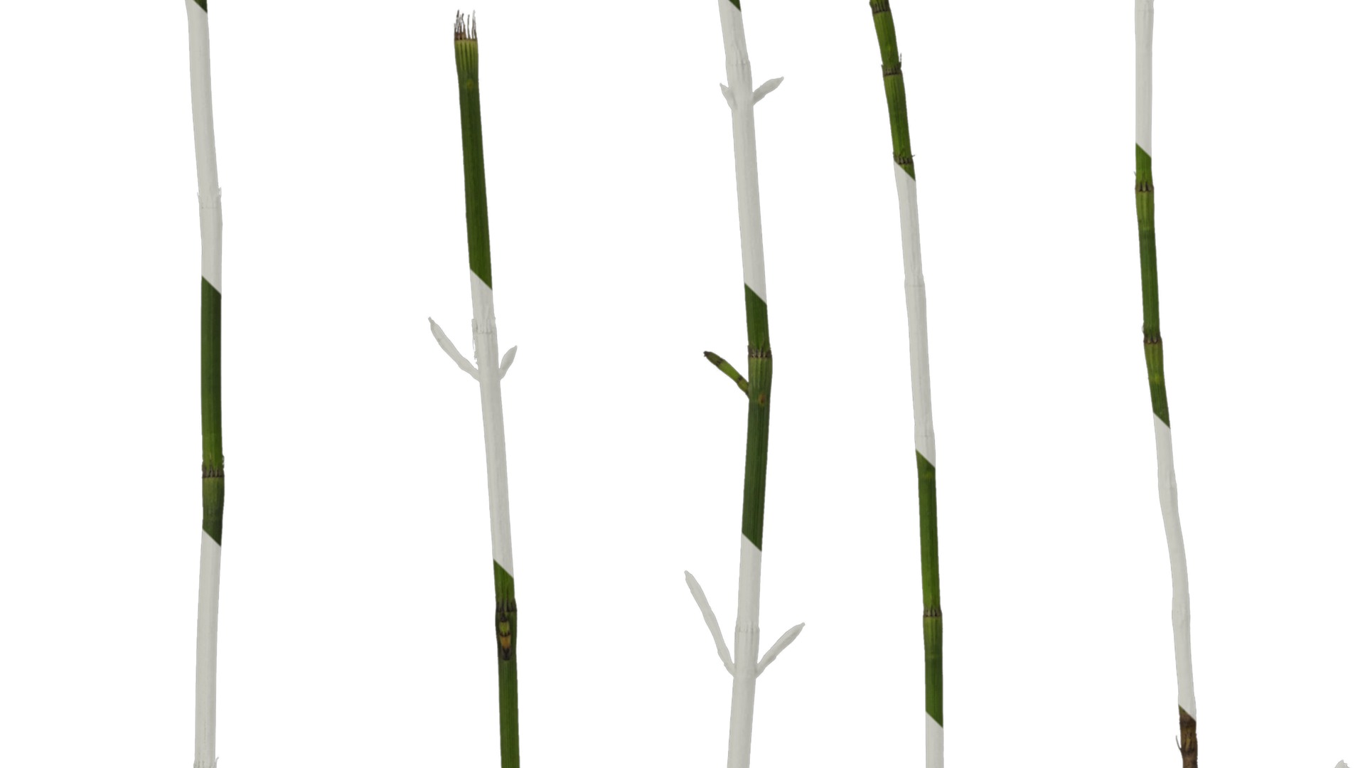 Anydrafts Equisetum hyemale Atlas 02 Texture_3