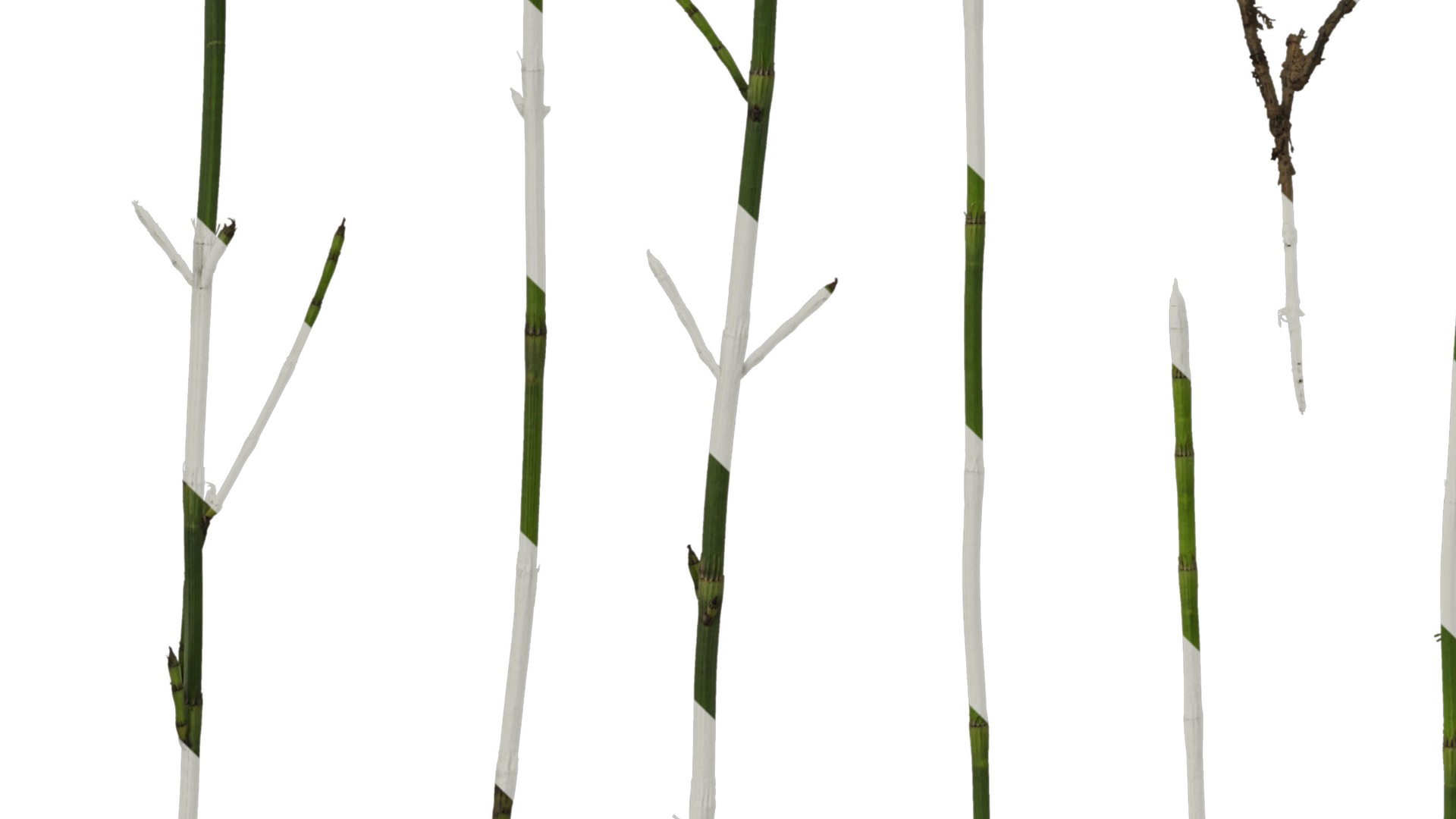 Anydrafts Equisetum hyemale Atlas 02 Texture_5