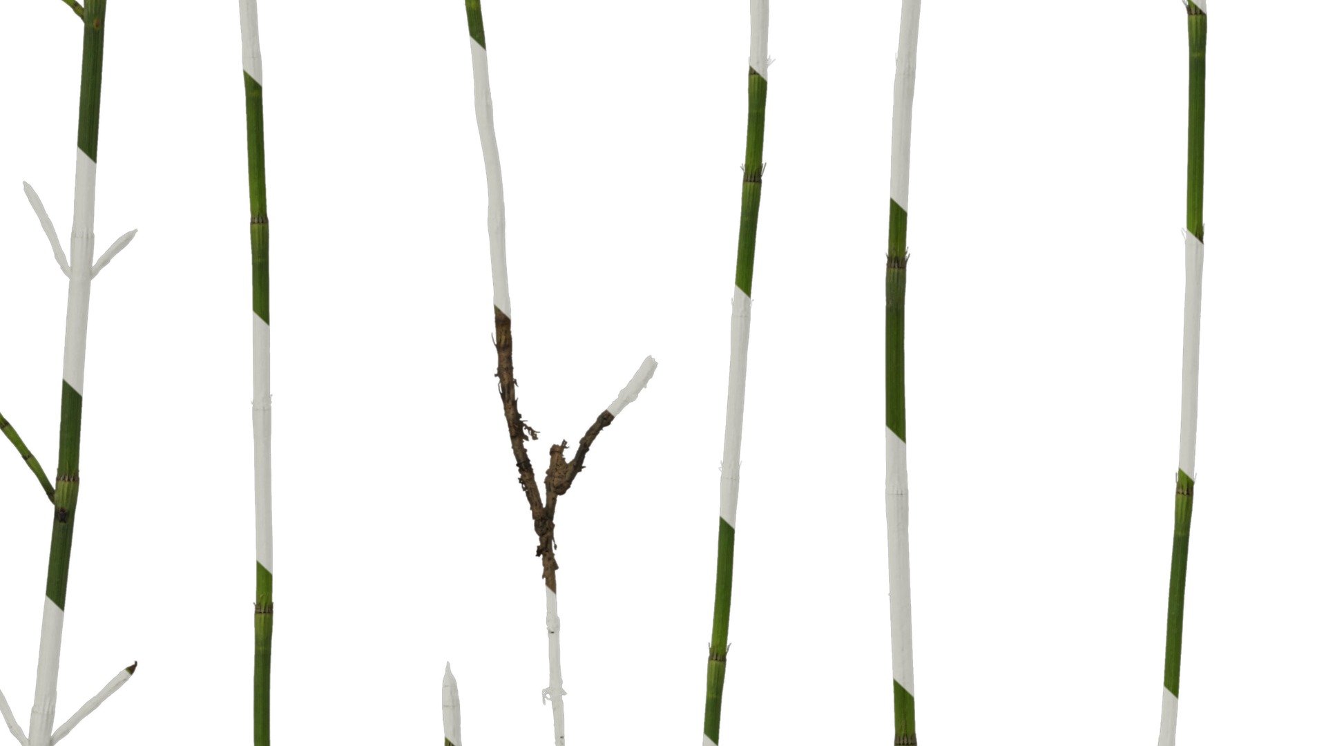 Anydrafts Equisetum hyemale Atlas 02 Texture_7